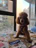 TRUELOVE狗狗牵引绳小型犬狗绳子遛狗绳背心式泰迪柯基宠物用品小狗胸背带 灰桔色 L(胸围48-54cm)建议14-18斤选择 实拍图
