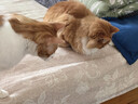 【京东快递】猫咪玩具自嗨解闷智能逗猫球自动逗猫遛猫遛狗突突球 奢华版绿色【带绳款宠物球】 实拍图