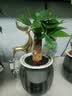 绿有意绿植盆栽多肉花卉盆栽植物室内桌面水培绿植办公室客厅植物懒人 办公优先】发财树+文竹 实拍图