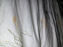 罗莱家纺可机洗100%蚕丝被子 全棉A类抗菌蚕丝子母被芯约5.7斤150*215 实拍图