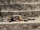 ZEZE橘子猫窝四季通用宠物床猫屋猫窝泰迪狗窝冬天保暖宠物用品 实拍图