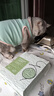 宠幸豆腐猫砂细砂快速结团除臭可溶可冲厕所猫沙猫咪用品低尘 绿茶豆腐猫砂2.5kg*8 实拍图