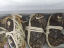 【活蟹】 阳澄易顺大闸蟹 鲜活特大螃蟹公母蟹 水产生鲜年货礼盒 六月黄大闸蟹2.5-2.8两  八只礼盒装 实拍图