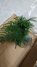 文竹盆栽绿植花卉盆景植物室内客厅水培文松云竹文竹大苗四季常青 文竹【1颗】原盆原土球发货 高度15-25cm 实拍图