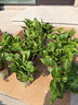 双盟绿萝盆栽除甲醛花卉绿植办公室新房净化空气 120款10盆源头直发 实拍图