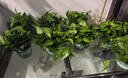 双盟绿萝盆栽除甲醛花卉绿植办公室新房净化空气180加仑4盆装源头直发 实拍图