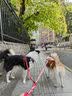 TRUELOVE狗狗牵引绳背心式遛狗链子小型犬胸背带泰迪金毛宠物用品法斗柯基 碎花红（不含牵引绳） M胸围56-69cm建议7-18kg 实拍图