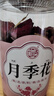 养益君月季花茶100g云南月季花 搭中药材又名月月红搭玫瑰花凌霄花解郁 实拍图