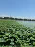 老街口奶油味夏威夷果批发年货每日坚果炒货干果休闲零食健康新货大颗粒 特大A+级夏威夷果500g罐装 实拍图