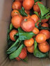 正宗广西桂林马水砂糖橘沙糖桔新鲜水果当季蜜桔桂林橘子贡柑整箱 带箱5斤 净重4.5斤 中小果（30-50mm） 实拍图