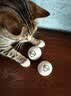 HELLOJOY猫咪猎物球静音羊毛球玩具猫咪追逐自嗨解闷神器逗猫棒耐咬静音 实拍图