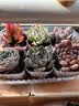 多肉组合盆栽阳台盆栽喜阳植物新手福利按图发货品种花卉好养 红宝石+彩虹+蓝精灵+娃娃+送盆土 实拍图