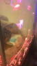 森森（SUNSUN）鱼缸灯led灯照明灯变色LED水族箱造景灯龙鱼灯潜水灯 【三色可变】98cm双排灯珠20W 实拍图