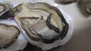 吉娜朵鲜活法国进口活体生蚝12只N0/N1/N4 生鲜牡蛎 即食刺身 源头直发 12N0 实拍图