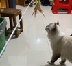 多可特逗猫棒长杆木柄伸缩羽毛逗猫棒替换头猫咪用品猫玩具耐咬逗猫器 可伸缩（一杆+1个羽毛头） 实拍图