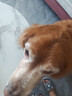超级淘气宠物硫酸新霉素滴眼液猫咪狗角膜炎结膜炎泪痕消炎眼药水 实拍图