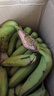 甜糯香蕉新鲜水果6号色食用最佳 青香蕉发货放软可吃放苹果催熟 甜糯香蕉7斤净重 香甜软糯 实拍图