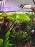 沃韦朗（VOONLINE）鱼缸灯水草灯LED全光谱草缸水族夹灯 【水草版】沃韦朗夹灯25W 实拍图