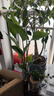 种花迷水培天堂鸟盆栽花卉植物室内客厅绿植面鹤望兰吸甲醛四季好养活 精品水培天堂鸟2株+水培U型玻璃瓶【含瓶】 实拍图