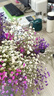 爱满（AIMAN）满天星天然干花花束ins网红生日 新房装饰摆件风干真插花家居摆设 白+紫+桃红满天星  【不带花瓶】 实拍图
