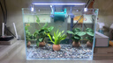 坤宁王金晶超白玻璃鱼缸40*30方缸家用小型裸缸桌面造景溪流缸乌龟缸 实拍图