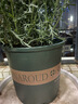 墨斗鱼花盆加仑盆加厚高款2加仑*3多肉绿萝月季盆栽树脂塑料简约带托盘 实拍图