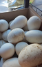 绿田逐 农家鹅蛋新鲜散养土鹅蛋生鲜12枚农家特产 3.4斤礼盒装 源头直发 实拍图