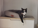 喔喔（WOWO）猫粮成猫幼猫通用三文鱼鳀鱼油美毛冻干酥化粮猫粮 【推荐】三文鱼冻干+鱼油酥化粮1.5kg 实拍图