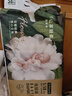 babycare金山茶花纸尿裤S58片(4-8kg)新生儿婴儿尿不湿超薄透气轻柔花苞裤 实拍图