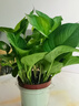 双盟绿萝盆栽除甲醛花卉绿植办公室新房净化空气 120款10盆源头直发 实拍图