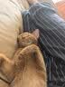 欢宠网猫窝狗窝冬季保暖封闭式窝冬天猫屋猫房子猫咪狗狗睡觉垫宠物通用 实拍图