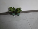 双盟绿萝盆栽除甲醛花卉绿植办公室新房净化空气 120款10盆源头直发 实拍图