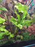 沃韦朗（VOONLINE）鱼缸灯水草灯LED全光谱草缸水族夹灯 【水草版】沃韦朗夹灯25W 实拍图