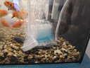 憨憨乐园鱼缸气动过滤器水妖精小水族箱过滤器迷你吸便器生化反气举 实拍图