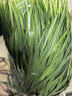 京鲜生 云南现摘新鲜韭菜饺子馅净重2.5斤农家自种新鲜蔬菜源头直发包邮 实拍图