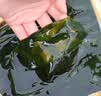 金唐霞浦海带嫩苗200g*3 拍1得3海带芽丝结凉拌火锅食材 中秋送礼礼品 实拍图