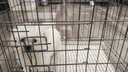 腆宠狗笼猫笼 狗笼子中小型犬带厕所幼犬狗窝猫笼子大号家用围栏兔笼 实拍图