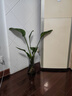 种花迷水培天堂鸟盆栽花卉植物室内客厅绿植面鹤望兰吸甲醛四季好养活 精品水培天堂鸟50-60厘米2棵【不含瓶】 实拍图