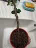 沭之美三角梅盆栽树苗植物室内外阳台庭院四季开花爬藤观花绿植源头直发 实拍图