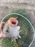 达亿瓦（DAIWA） 新款 一击樱 综合休闲手杆台钓竿轻碳素进口钓鱼竿钓杆 垂钓装备 F-3.9米 实拍图