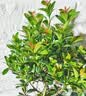 花翁小叶赤楠老桩苗紫檀微景观水培办公室内好养盆景绿植盆栽源头直发 实拍图