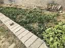 包塑钢管园艺支架杆黄瓜豆角葡萄种菜爬藤架绿植架攀爬架 直径20mm 长度240cm【10支装无配件】 实拍图