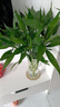 【富贵竹】广州发货水培植物好养懒人节节高供佛办公室内礼物七夕 富贵竹60cm10支 实拍图