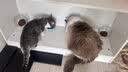 猫咪防猫掉毛吃什么深海鱼油营养片美毛靓毛维生素非药防脱毛神器 3盒【再也不掉毛】 实拍图