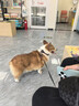 Sashas萨沙鲨鱼软骨素狗狗关节灵30粒 澳洲进口保护关节健骨 实拍图