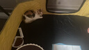 贝初众猫产房猫咪产房产窝大号折叠猫笼封闭式生产隔离房狗狗帐篷猫围栏 特大【月子中心/超大舒适空间】 一房多用/矩形不占地/透气大空间 折叠易收纳/结实耐抓/经久耐用 实拍图