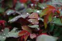 永诺（YONGNUO） YN50mm F1.8适用于索尼口适用于尼康口微单大光圈自动对焦镜头 YN50mm F1.8S 二代索尼E口半画幅 实拍图