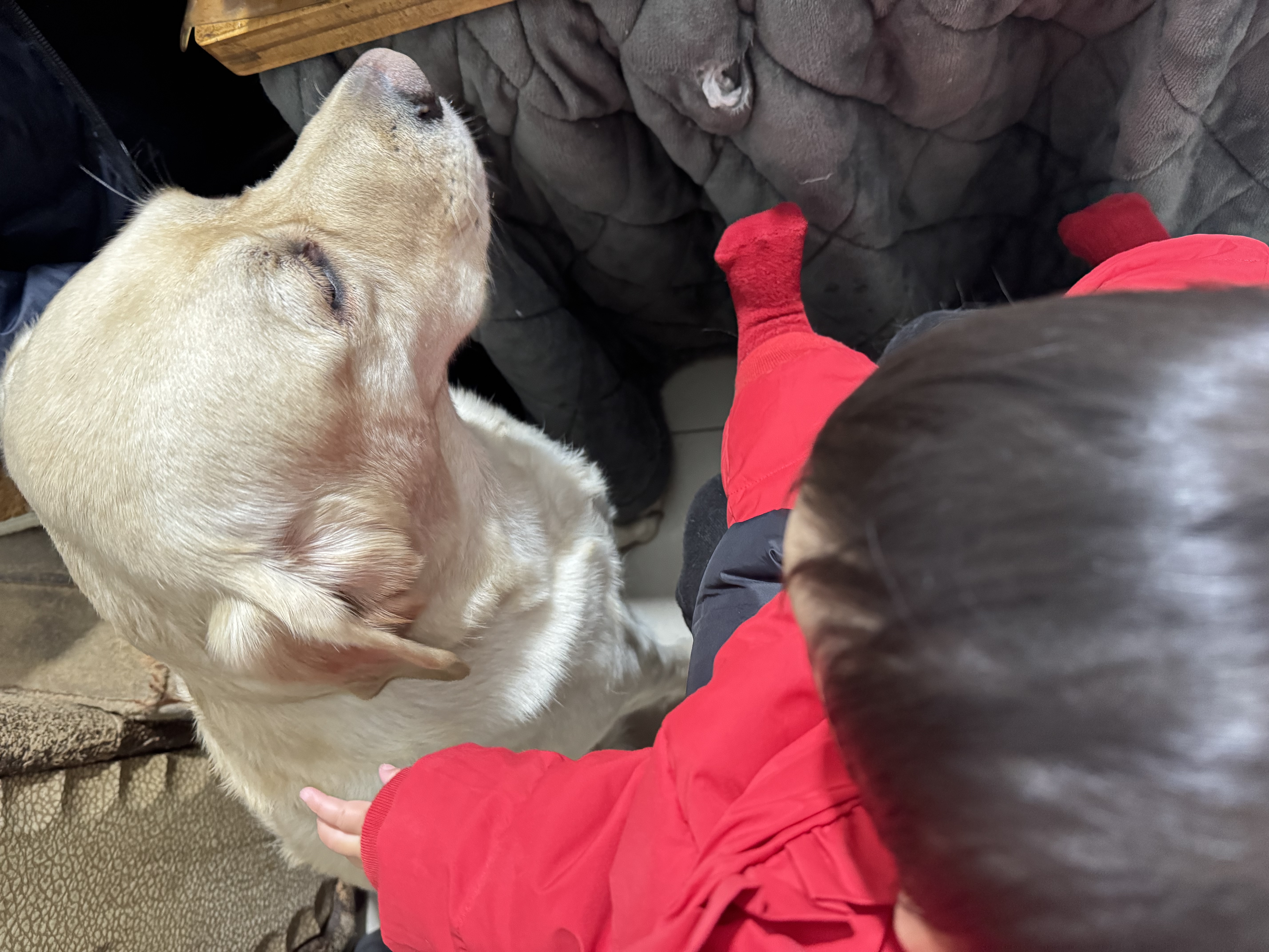 比乐鲜系列低敏无谷小型犬中大型犬狗主粮原味鲜冻干成幼狗粮通用犬粮 中大型成犬 20斤 实拍图