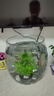 桌面鱼缸家用透明耐摔客厅办公室桌面金鱼水培绿植小型生态造景缸 特大号  桌面生态鱼缸 实拍图