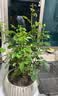 景郁春 JIRYUCUR玫瑰花苗特大花月季花苗绿植阳台盆栽蔷薇花苗源头直发 实拍图
